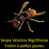 images/sam/LeFrelonAsia/Gallerie/1.png