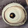 images/sam/LeFrelonAsia/Gallerie/4.png